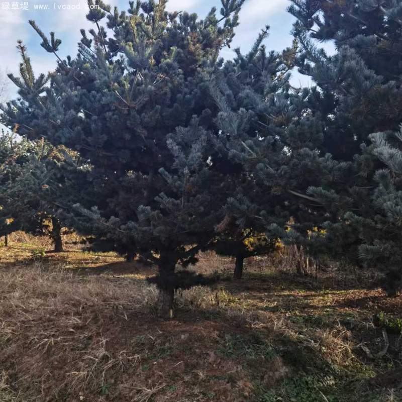 大阪松盆栽盆景造型