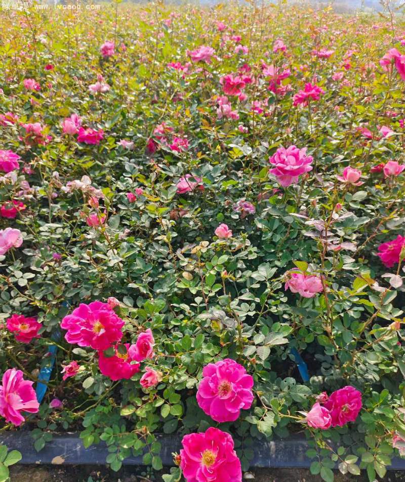 大花月季杯苗袋苗容器苗