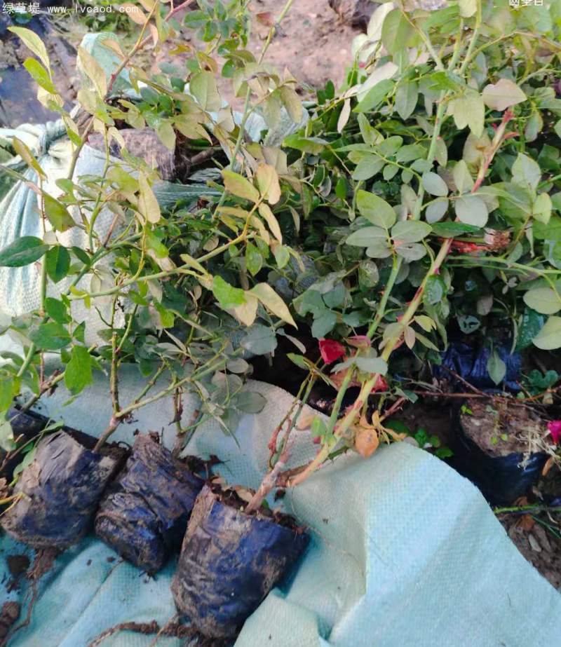 大花月季杯苗袋苗容器苗