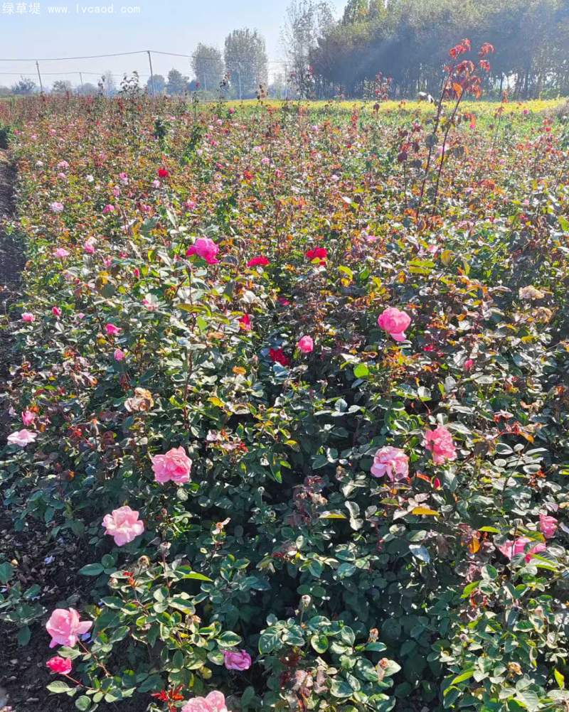 大花月季裸根苗大田苗