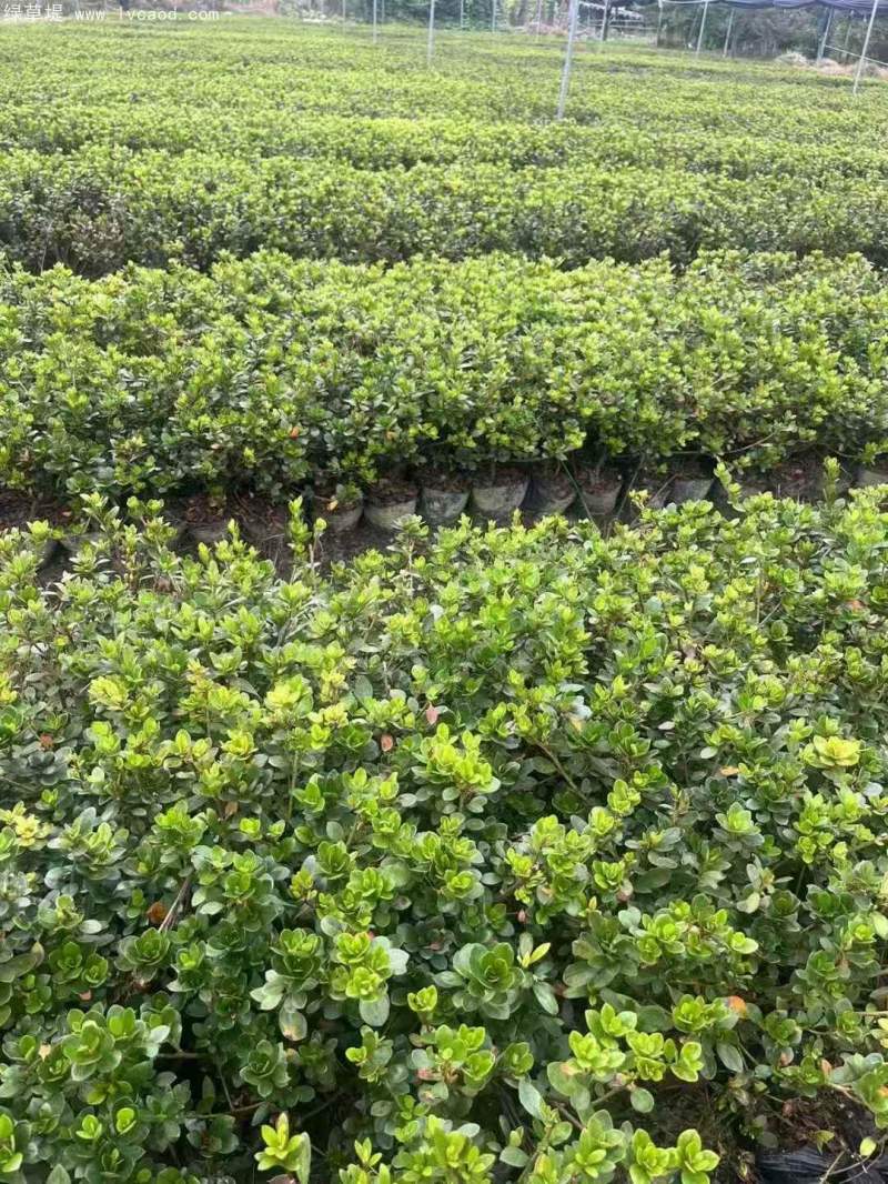 夏季開(kāi)花的杜鵑花杜鵑苗