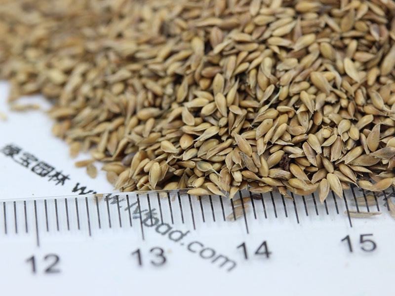 結(jié)縷草種子