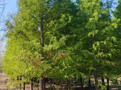 水杉樹(shù)落葉喬木行道樹(shù)