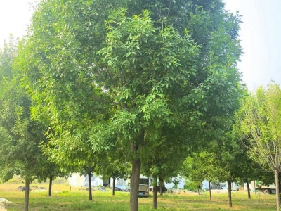 白蠟樹(shù)行道樹(shù)落葉大喬木