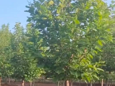 白玉蘭落葉大喬木玉蘭樹(shù)