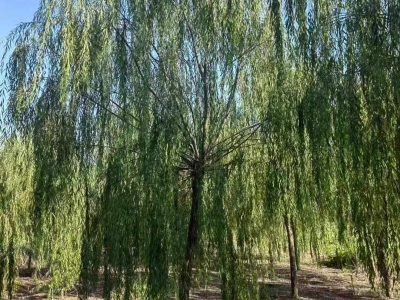 垂柳落葉喬木
