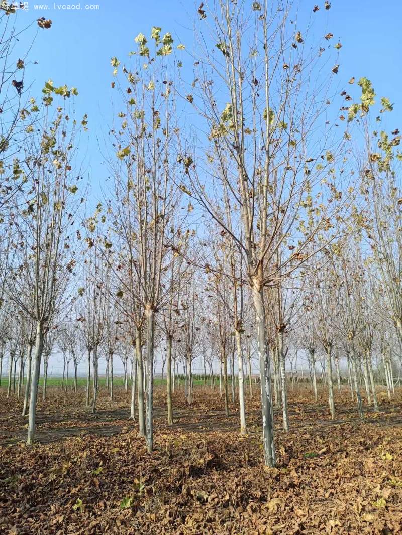 法桐樹高大落葉喬木行道樹