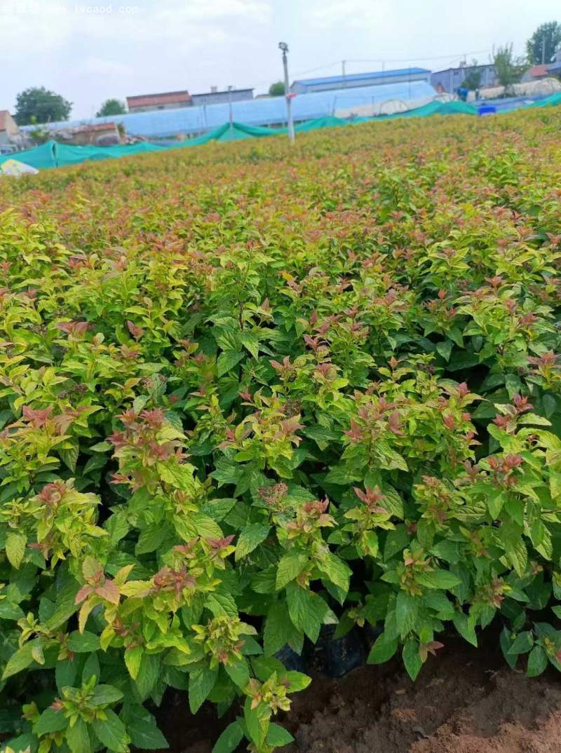 繡線菊