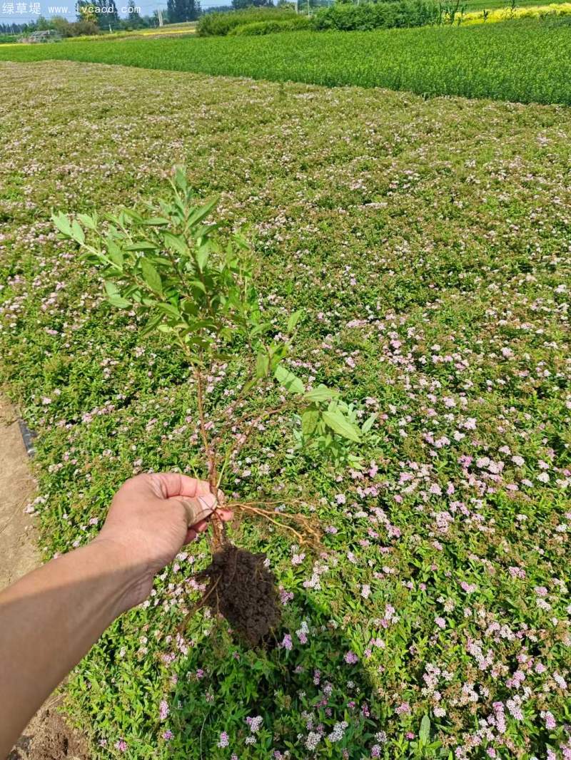 繡線菊