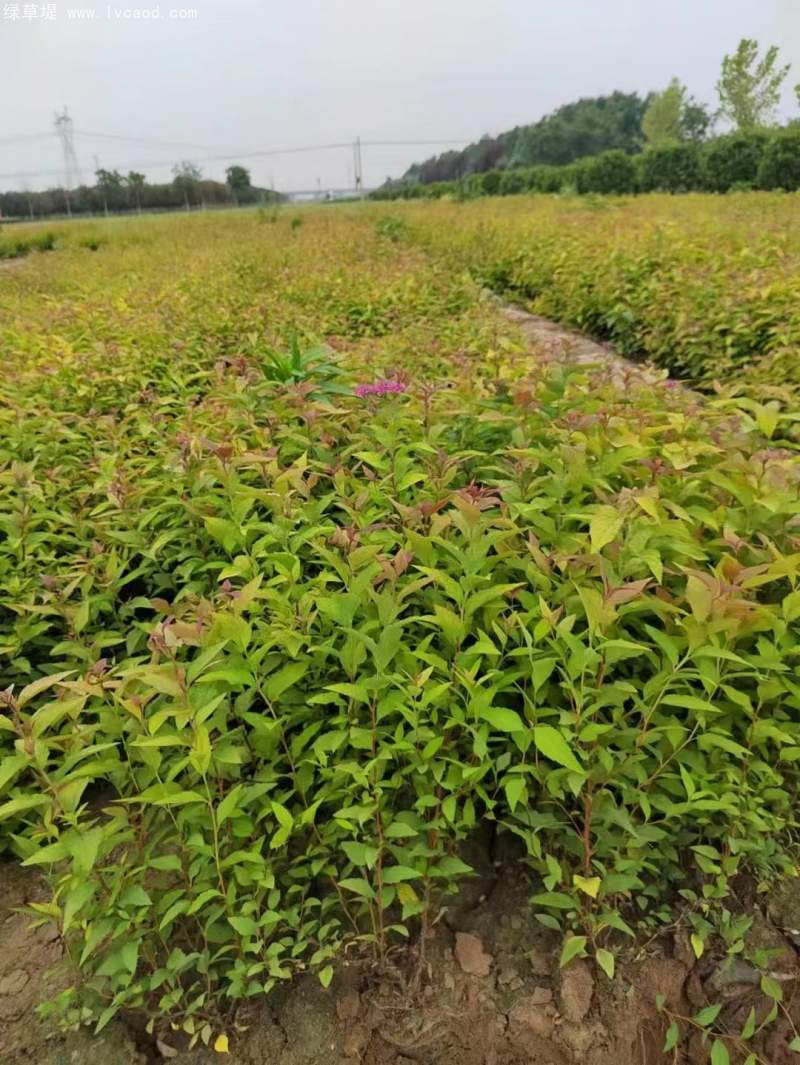 繡線菊