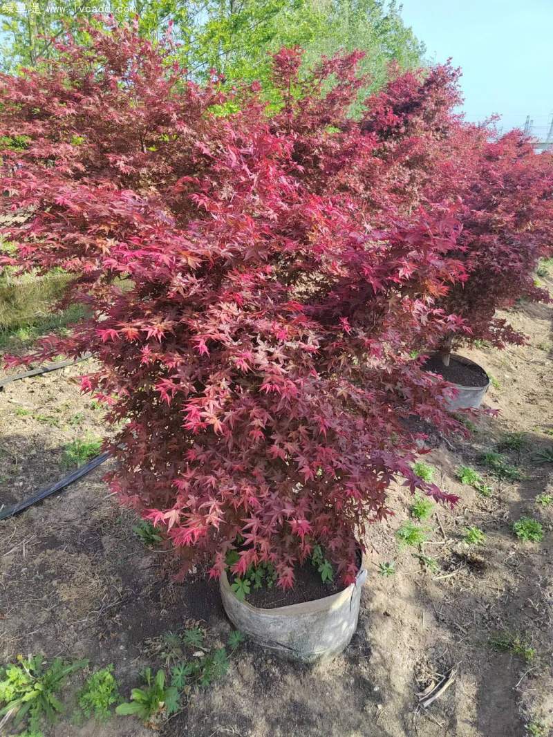 紅楓盆景
