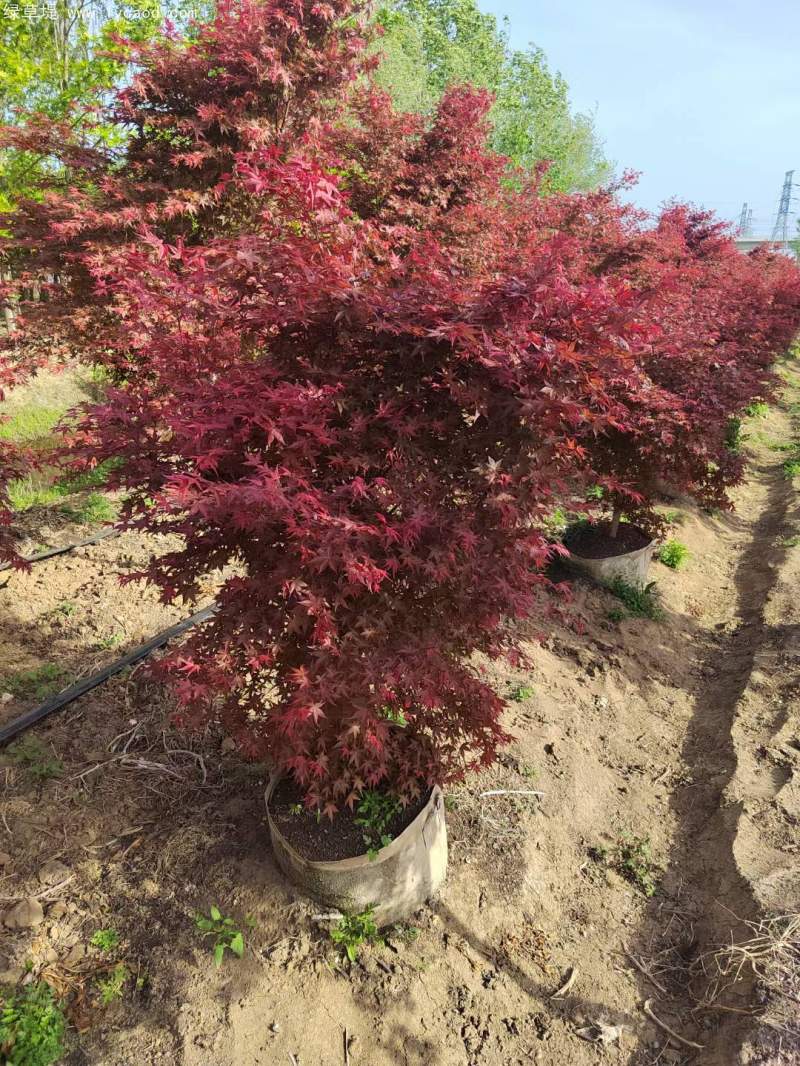 紅楓盆景