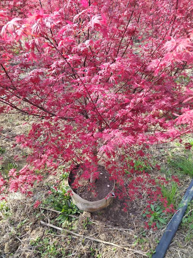 紅楓盆景