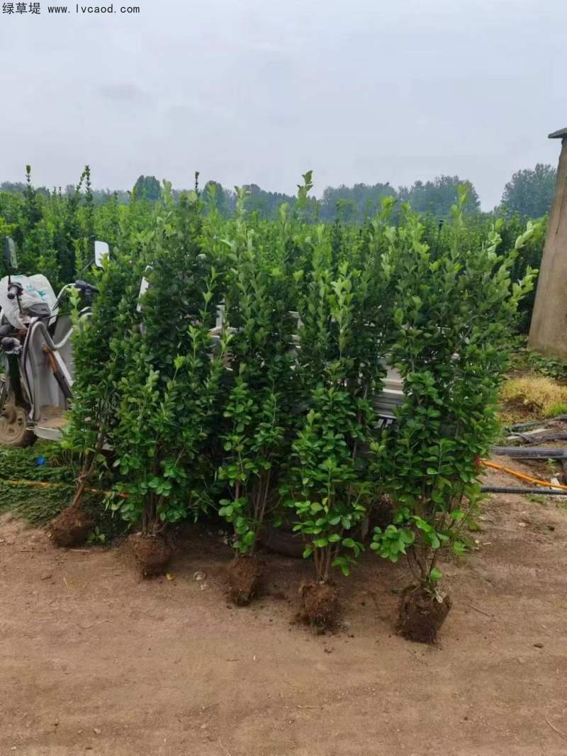 叢生北海道黃楊