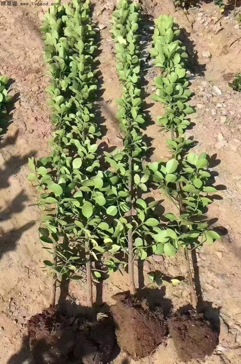 單桿北海道黃楊