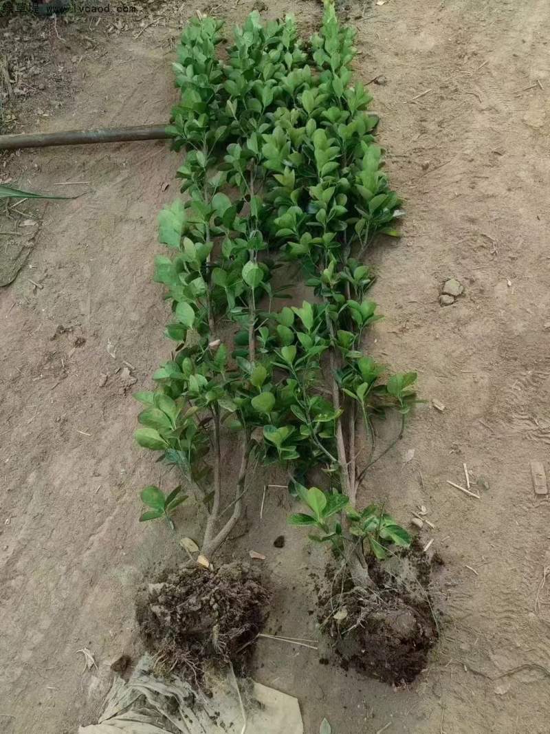 多頭多桿北海道黃楊