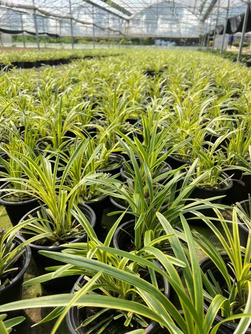 金邊麥冬草杯苗容器苗盆栽