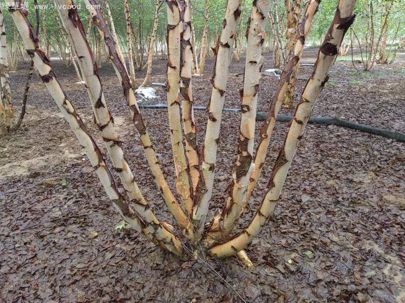 白樺樹(shù)叢生落葉大喬木
