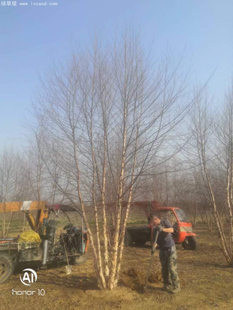 白樺樹(shù)叢生落葉大喬木