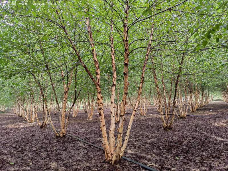 白樺樹(shù)叢生落葉大喬木