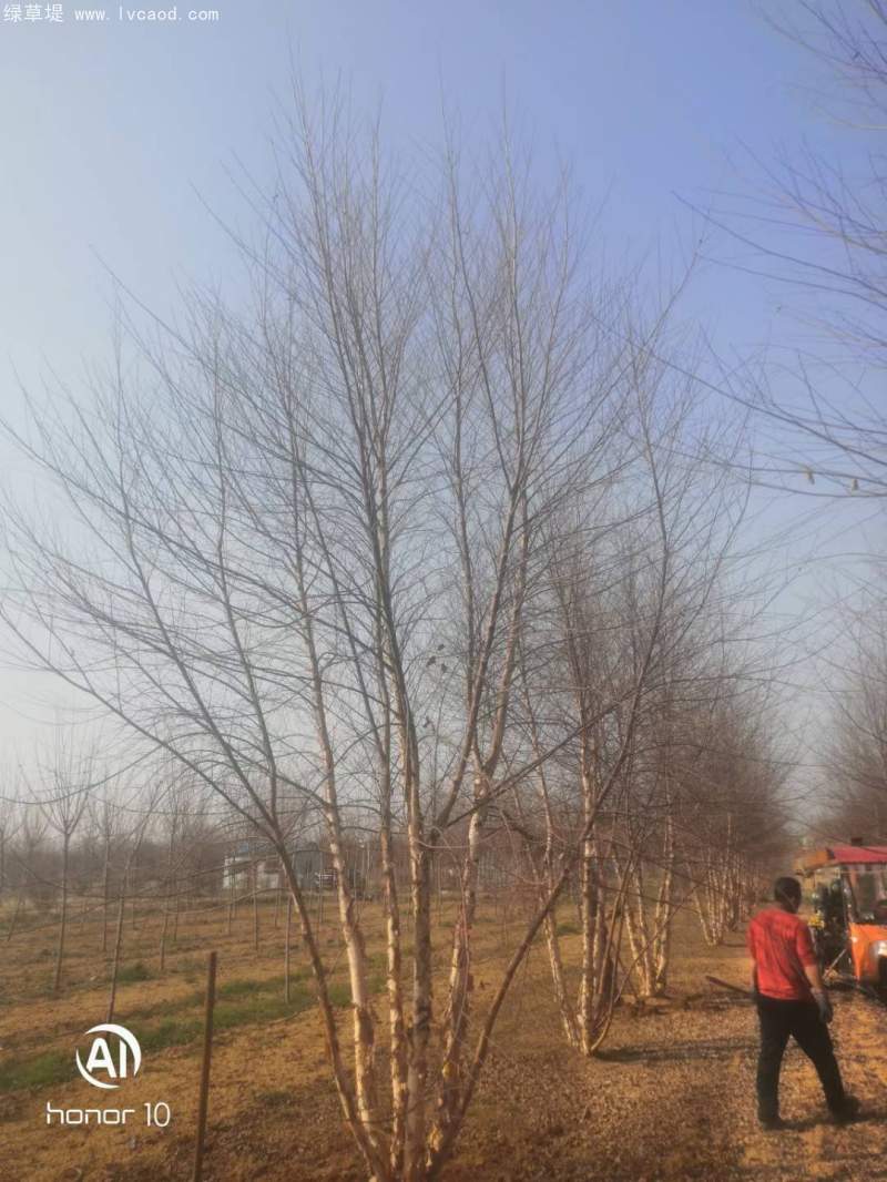 白樺樹(shù)叢生落葉大喬木