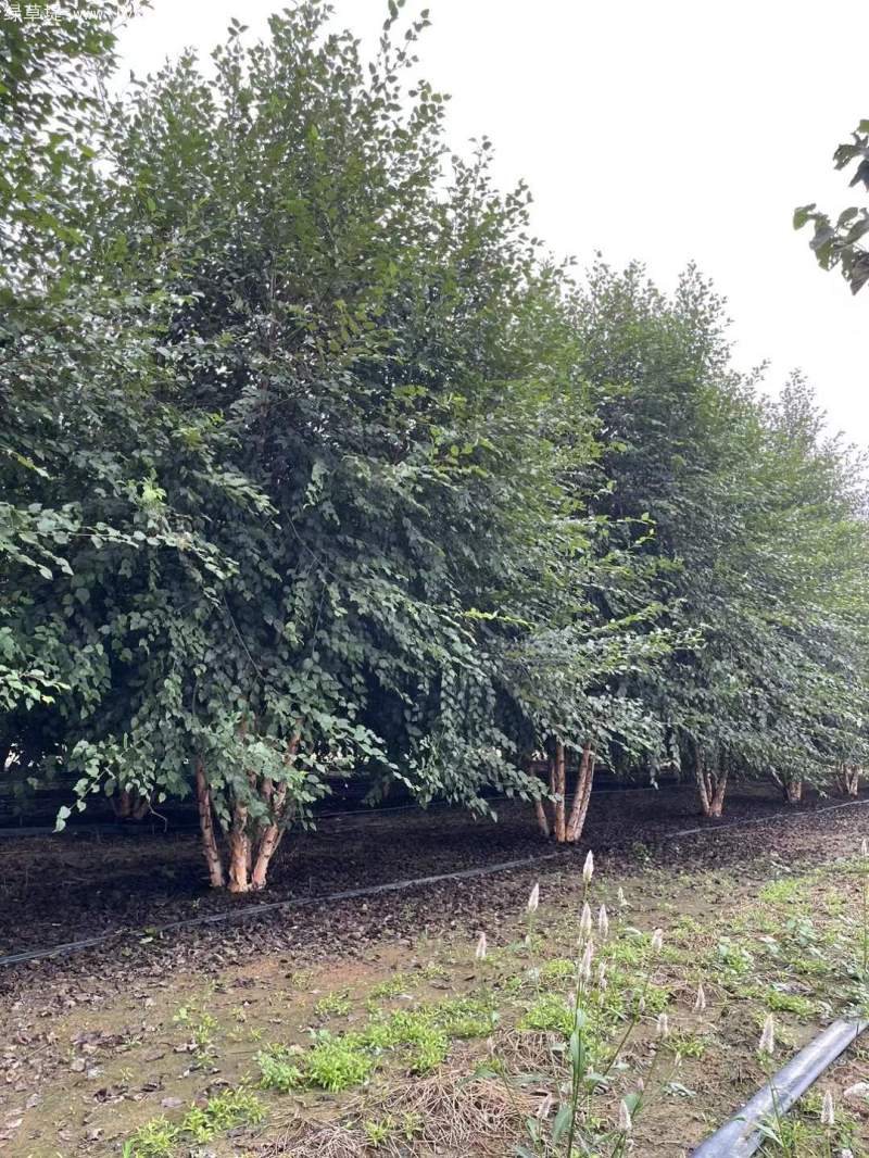 白樺樹(shù)叢生落葉大喬木