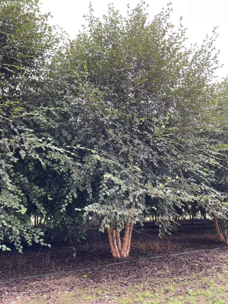 白樺樹(shù)叢生落葉大喬木