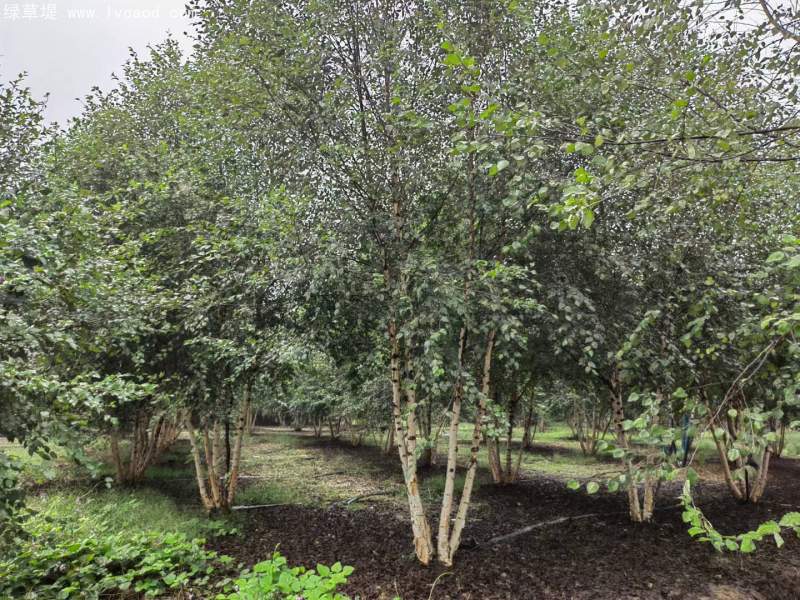 白樺樹(shù)叢生落葉大喬木