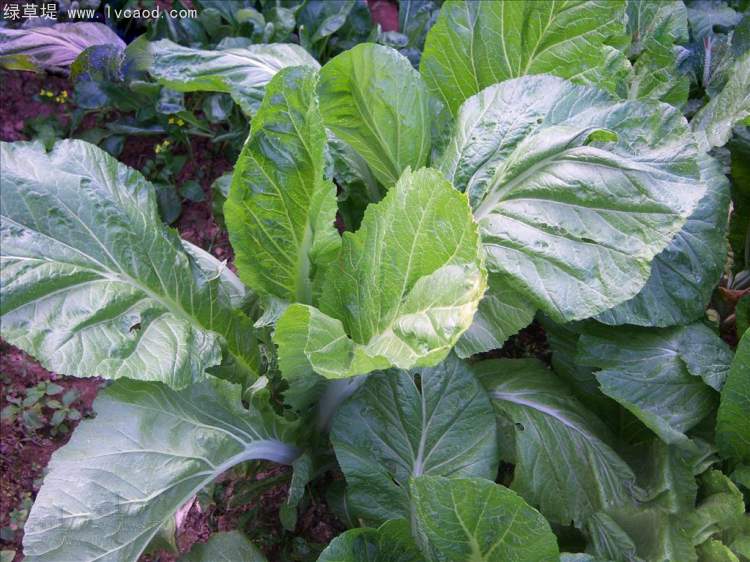 白芥芥子植株的葉子