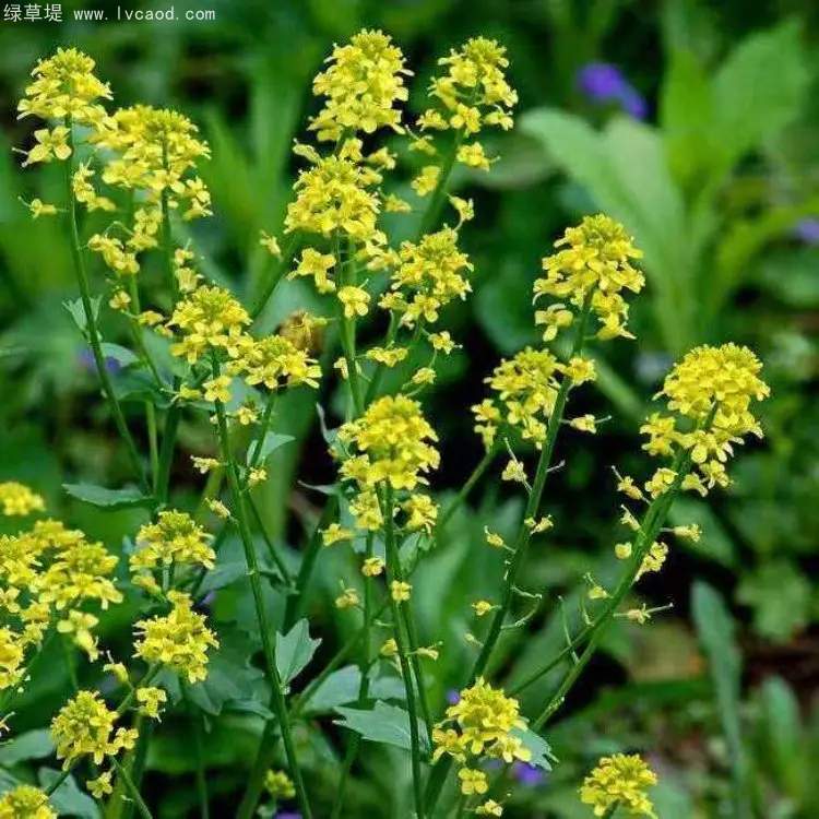 白芥芥子植株的花朵