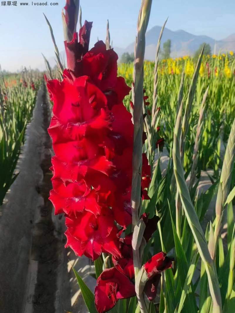 紅色唐菖蒲