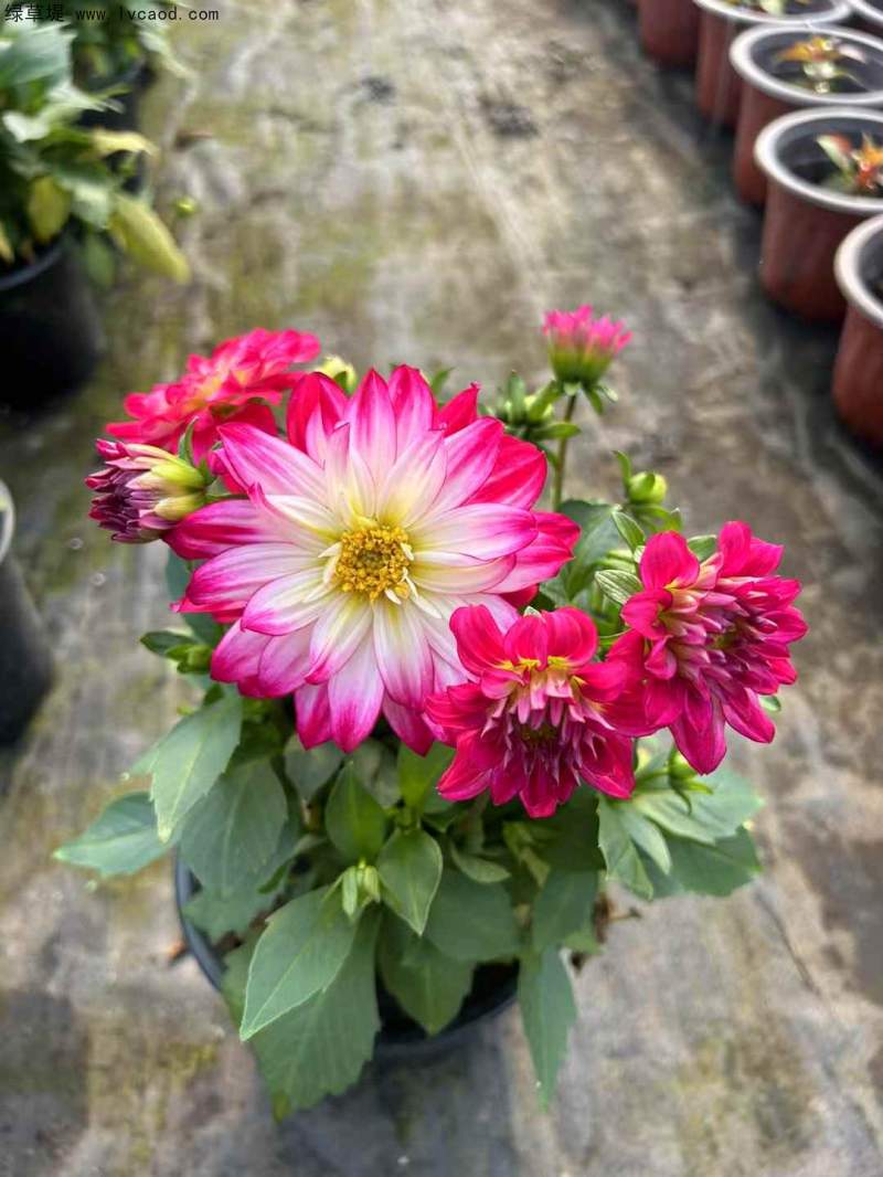 大麗花盆栽完全開(kāi)花狀態(tài)