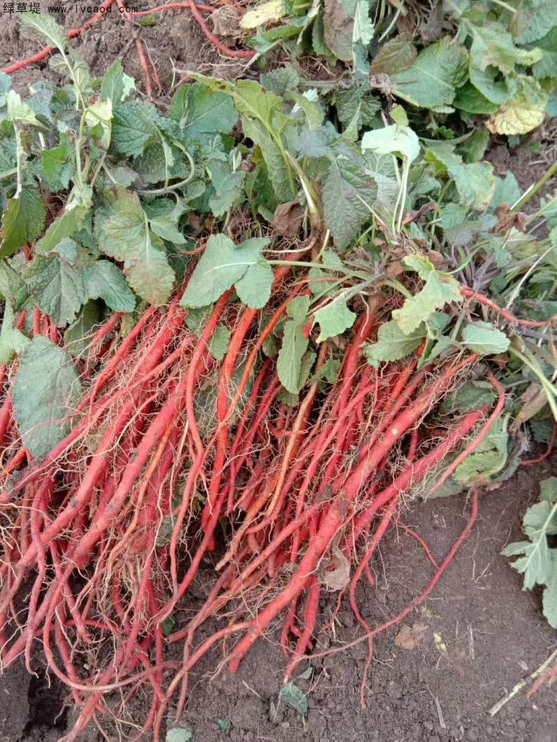 丹參采收現(xiàn)場