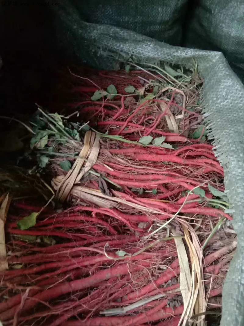 丹參采收現(xiàn)場