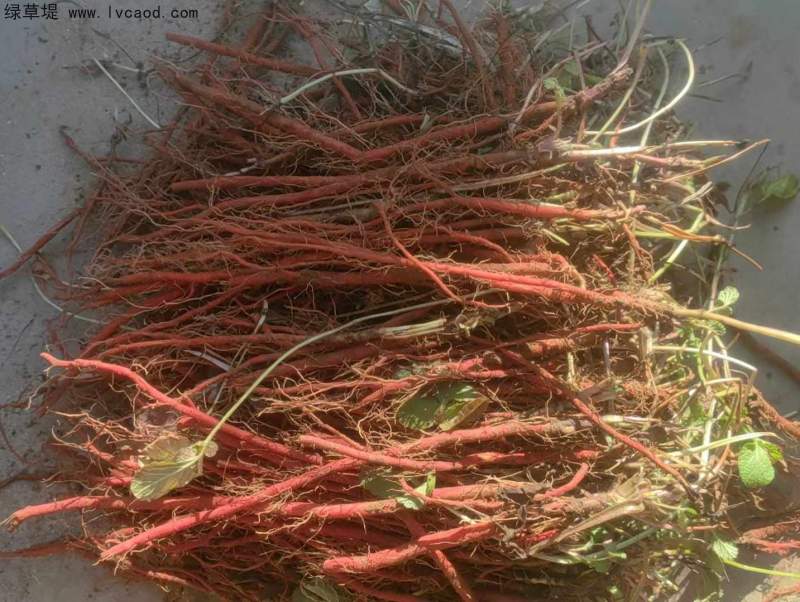 丹參采收現(xiàn)場