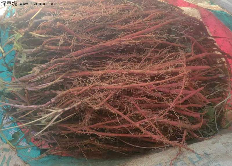 丹參采收現(xiàn)場