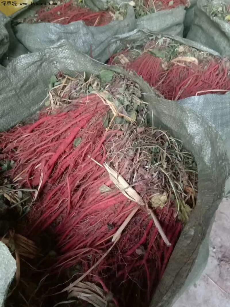 丹參采收現(xiàn)場