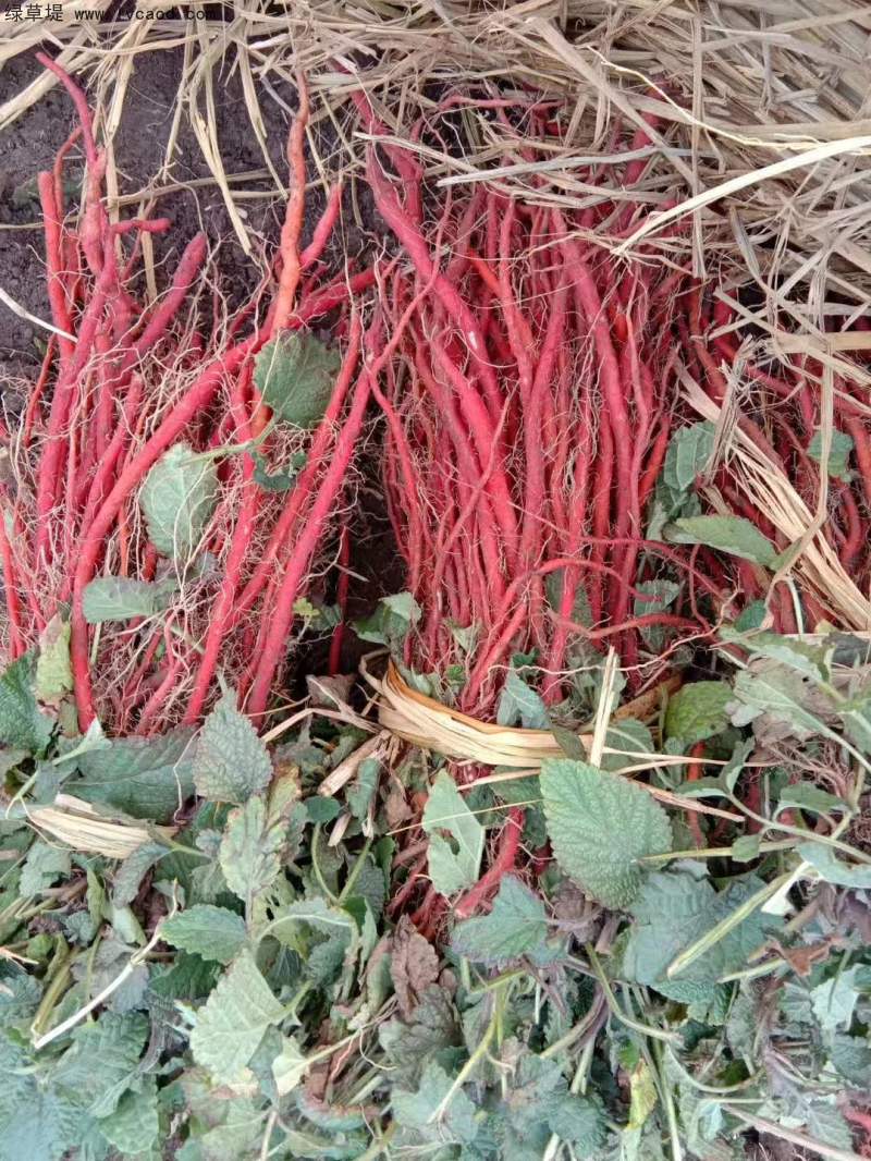 丹參采收現(xiàn)場