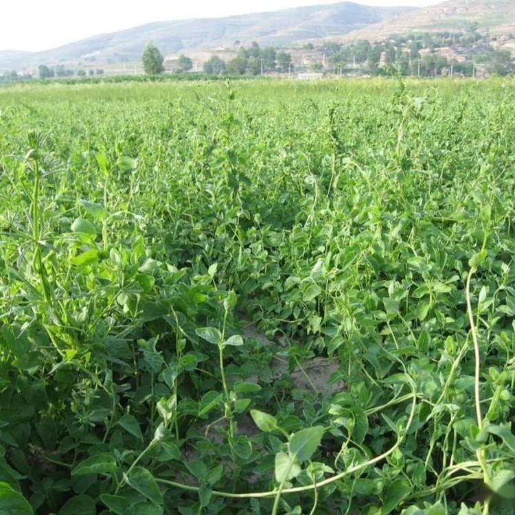 黨參種植基地藥田