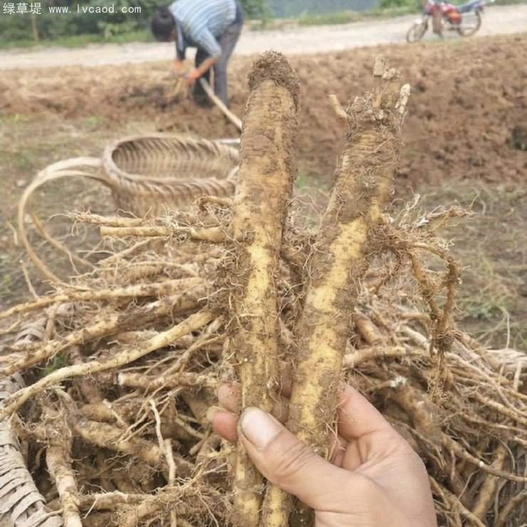黨參采收現(xiàn)場(chǎng)