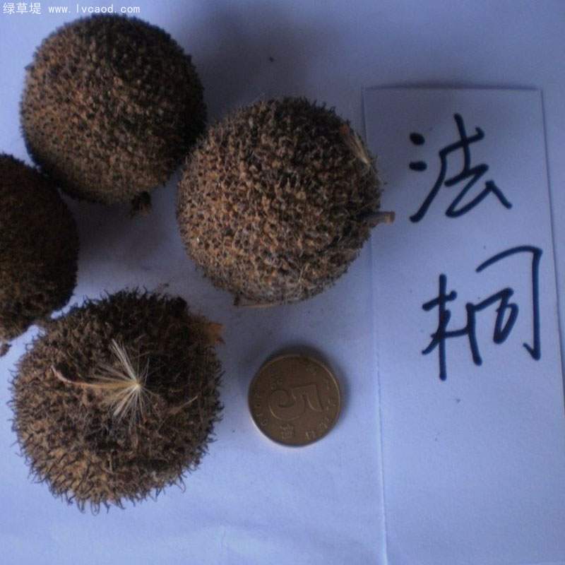 法桐種子