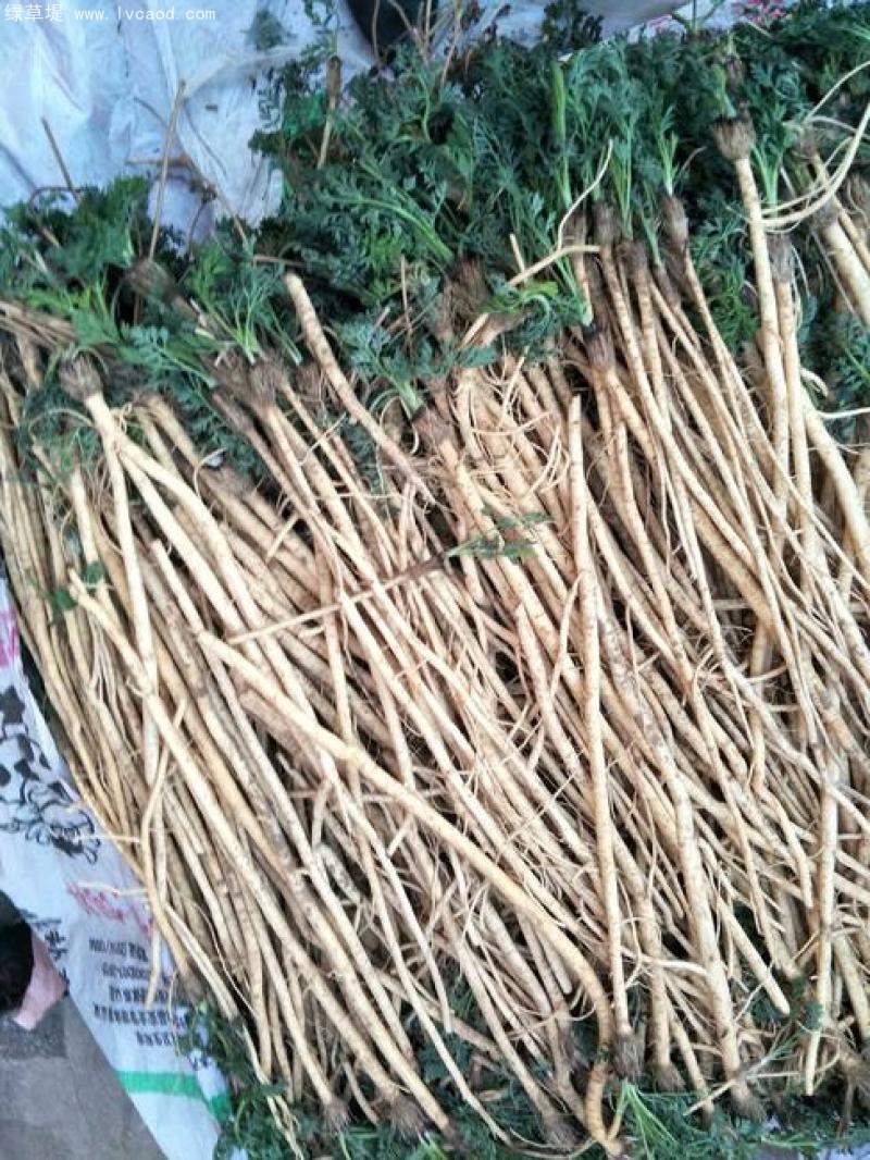 防風(fēng)根系藥材部分