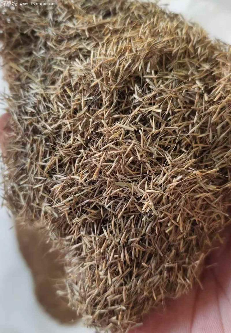 粉黛亂子草種子