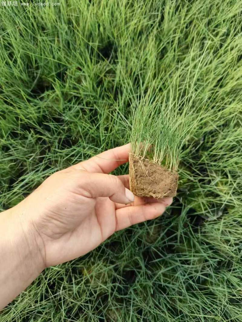 粉黛亂子草苗杯苗盆栽