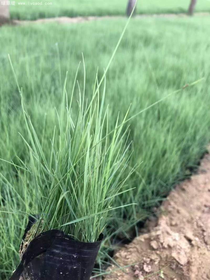 粉黛亂子草苗杯苗盆栽容器苗