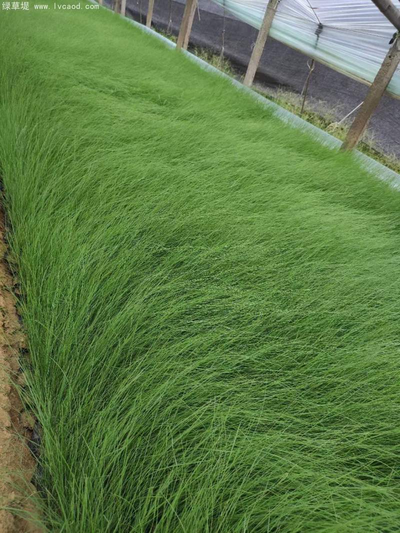 粉黛亂子草苗杯苗盆栽容器苗