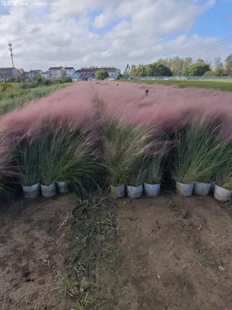 粉黛亂子草苗杯苗盆栽容器苗