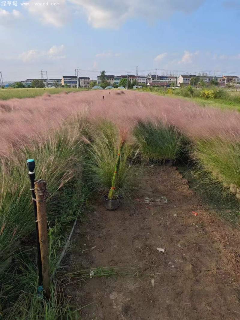 粉黛亂子草苗杯苗盆栽容器苗