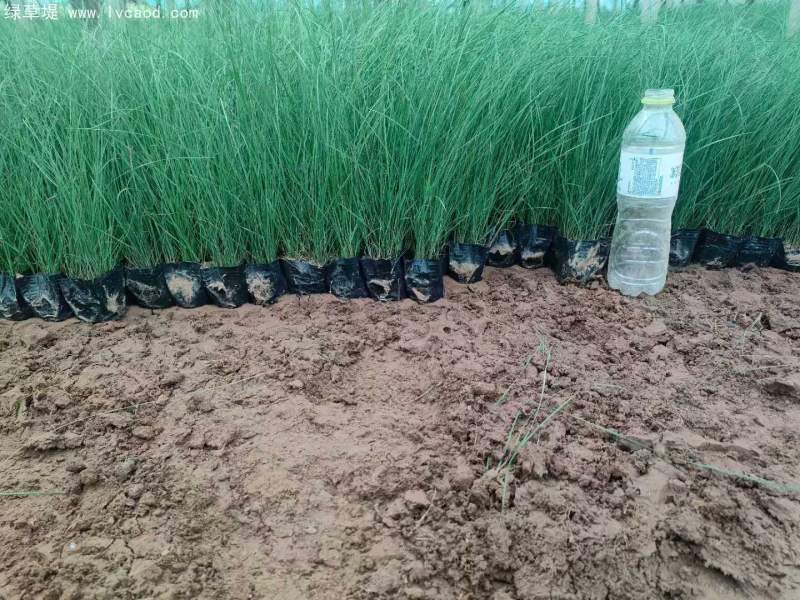 粉黛亂子草苗杯苗盆栽容器苗