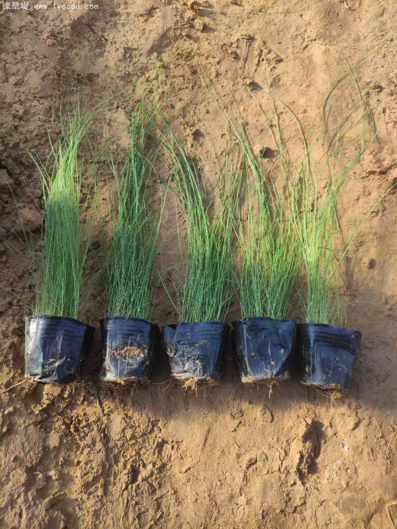 粉黛亂子草苗杯苗盆栽容器苗